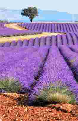 Paris, Burgundy & the South of France