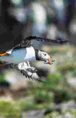 Short Wildlife cruise in Scotland