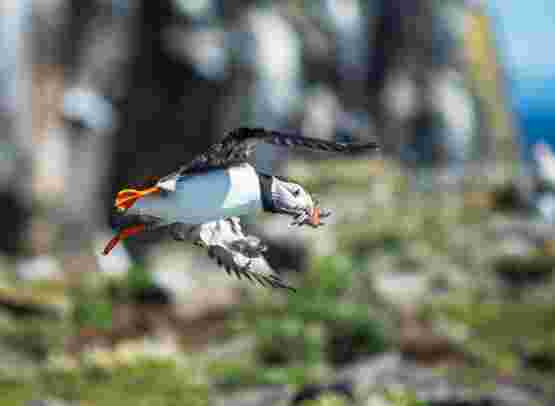 Short Wildlife cruise in Scotland