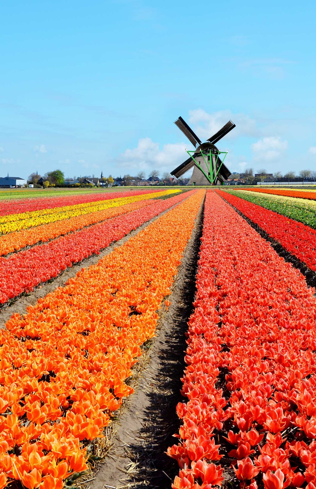 Bike & Cruise Tulip Adventure