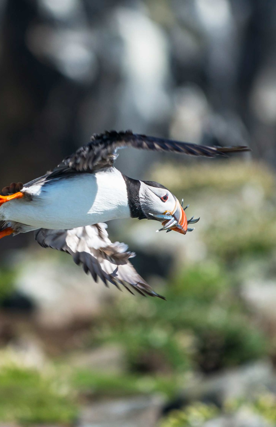 Short Wildlife cruise in Scotland