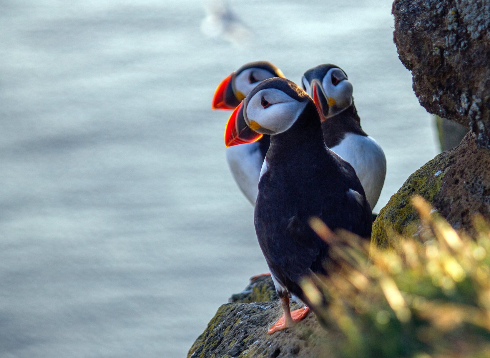 Wildlife cruise in Scotland