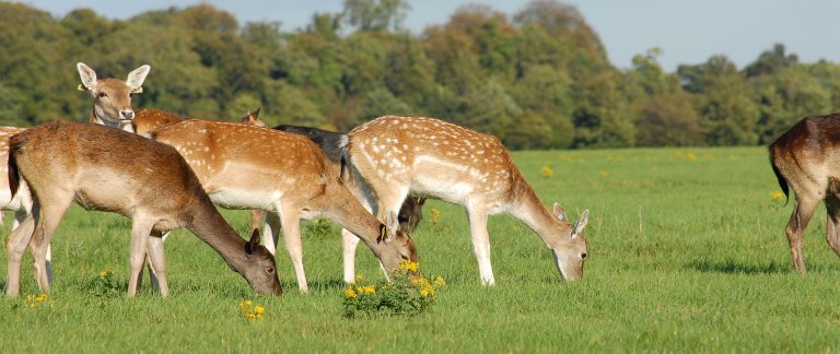 Ireland - Phoenix Park - Eini Trujillo, Unsplash.jpg