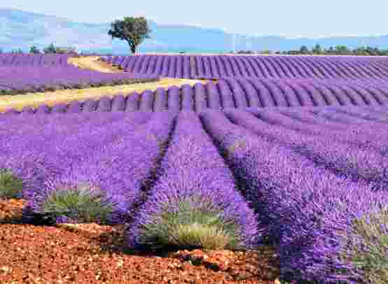 Paris, Provence & the French Riviera