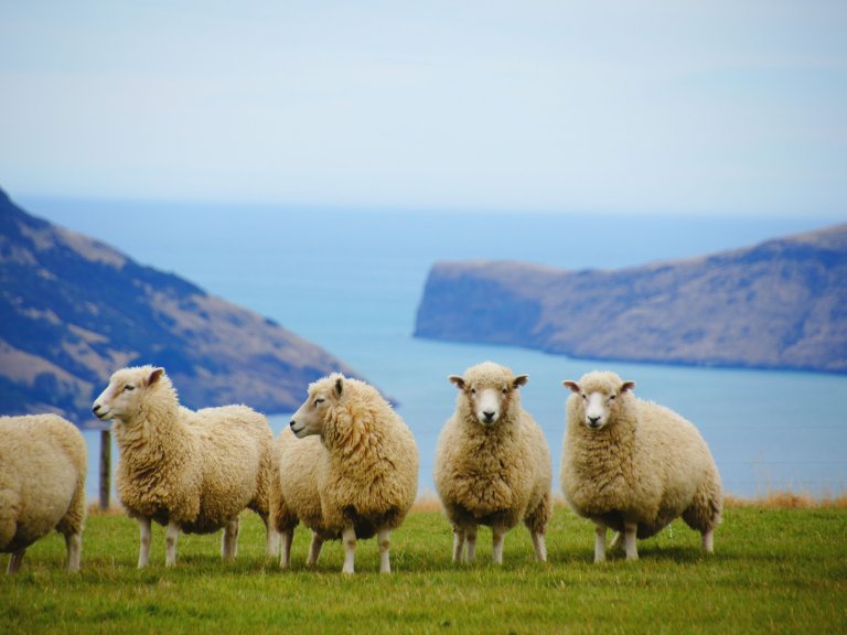 A flock of fluffy white sheep grazing on lush green fields in Ireland.