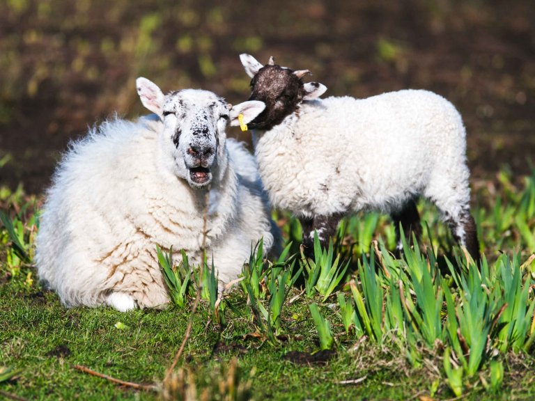 Two sheep grazing peacefully in an Irish field.